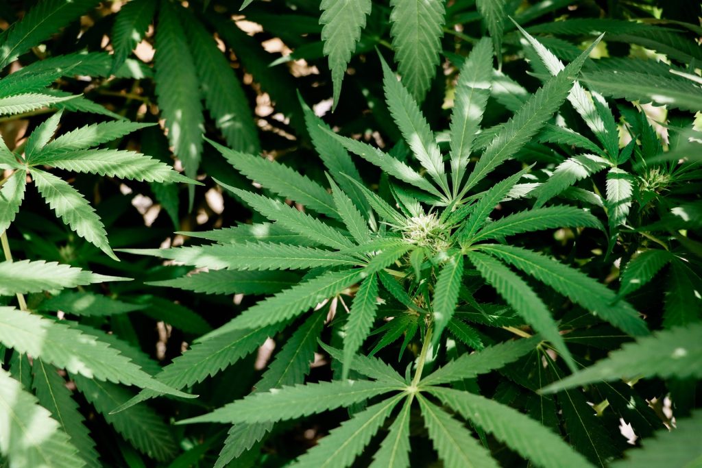 weed